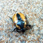 Cowboy Beetle