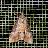 Green Cloverworm moth