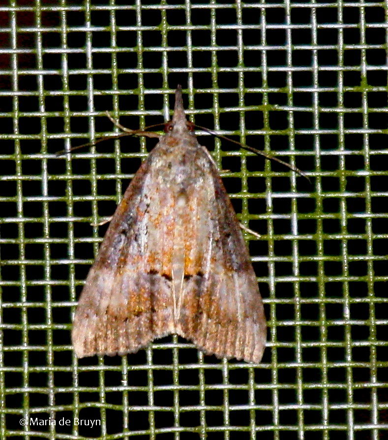 Green Cloverworm moth
