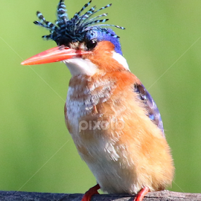 Funky punky hair stile!  by Stephan Botha - Animals Birds