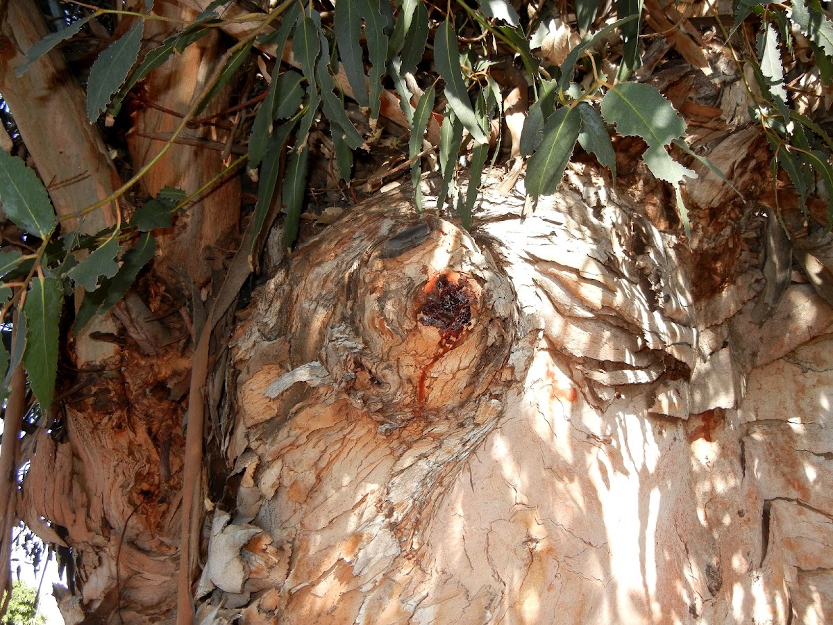 Sap from eucalyptus bark