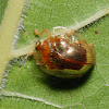 Tortoise beetle