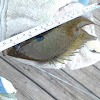 Bluegill (Sunfish)