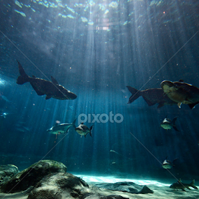 Beauty of the Bottom by Kresnata Adijaya - Landscapes Underwater