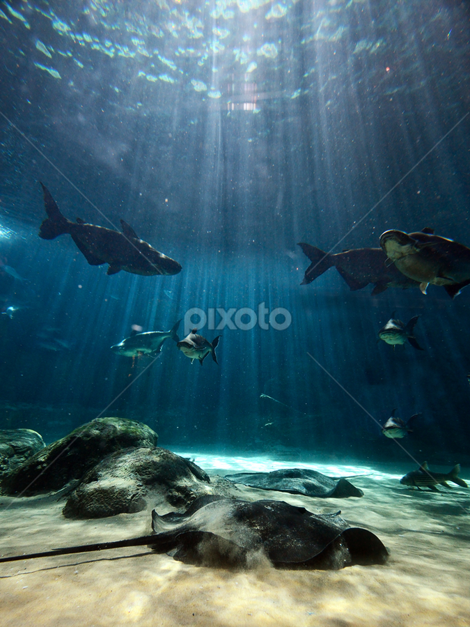 Beauty of the Bottom by Kresnata Adijaya - Landscapes Underwater