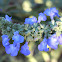 Blue Sage Flowers
