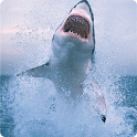 Crazy Shark logo