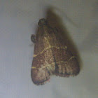 Posturing Arta Moth