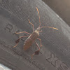 Leaf-footed Bug