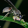 Synoeca wasp eating an unknown caterpillar