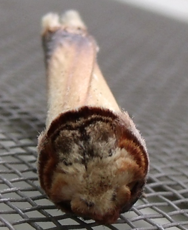 Notodontid moth