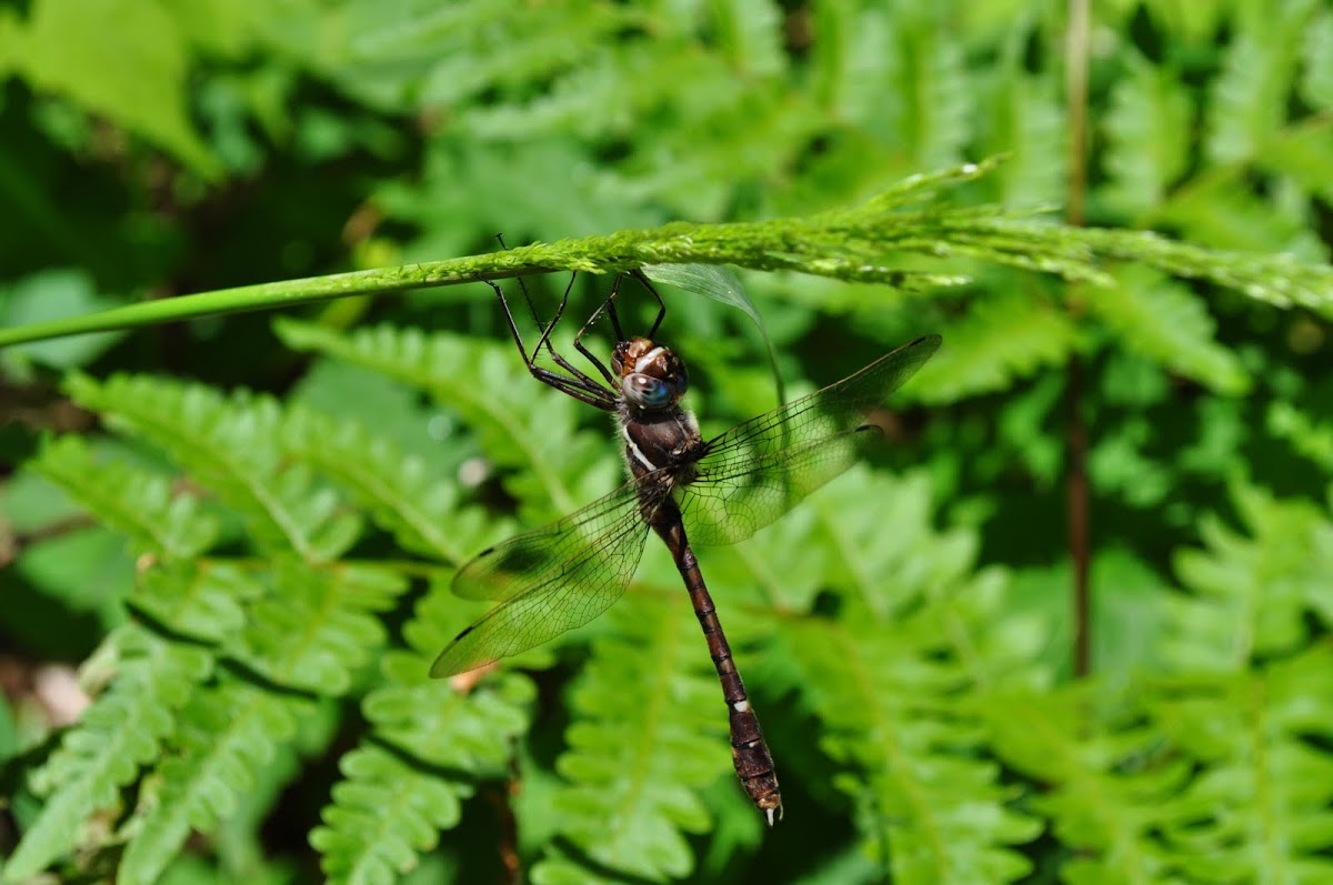 Clubtail Dragonfly