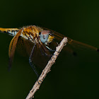 Red-veined dropwing (♀)