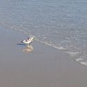 Piping Plover