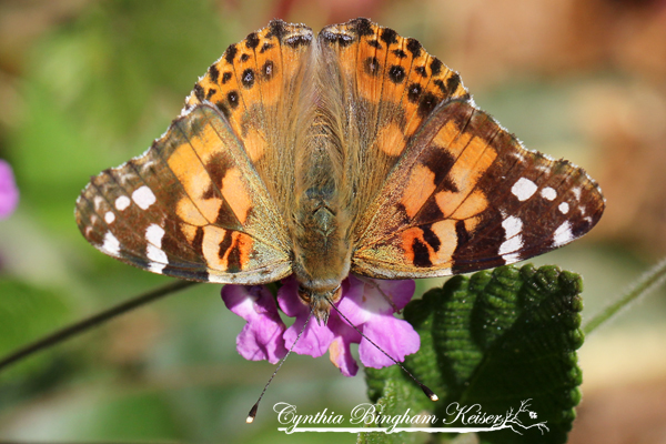 Painted Lady