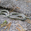 Western ribbon snake