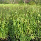 Northern Wild Rice