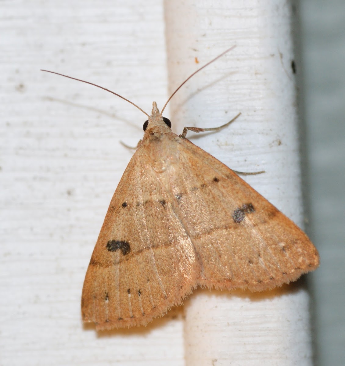 Black-dotted Hemeroplanis Moth