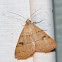 Black-dotted Hemeroplanis Moth