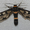 Waspmoth