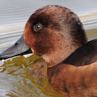 Ferruginous duck female