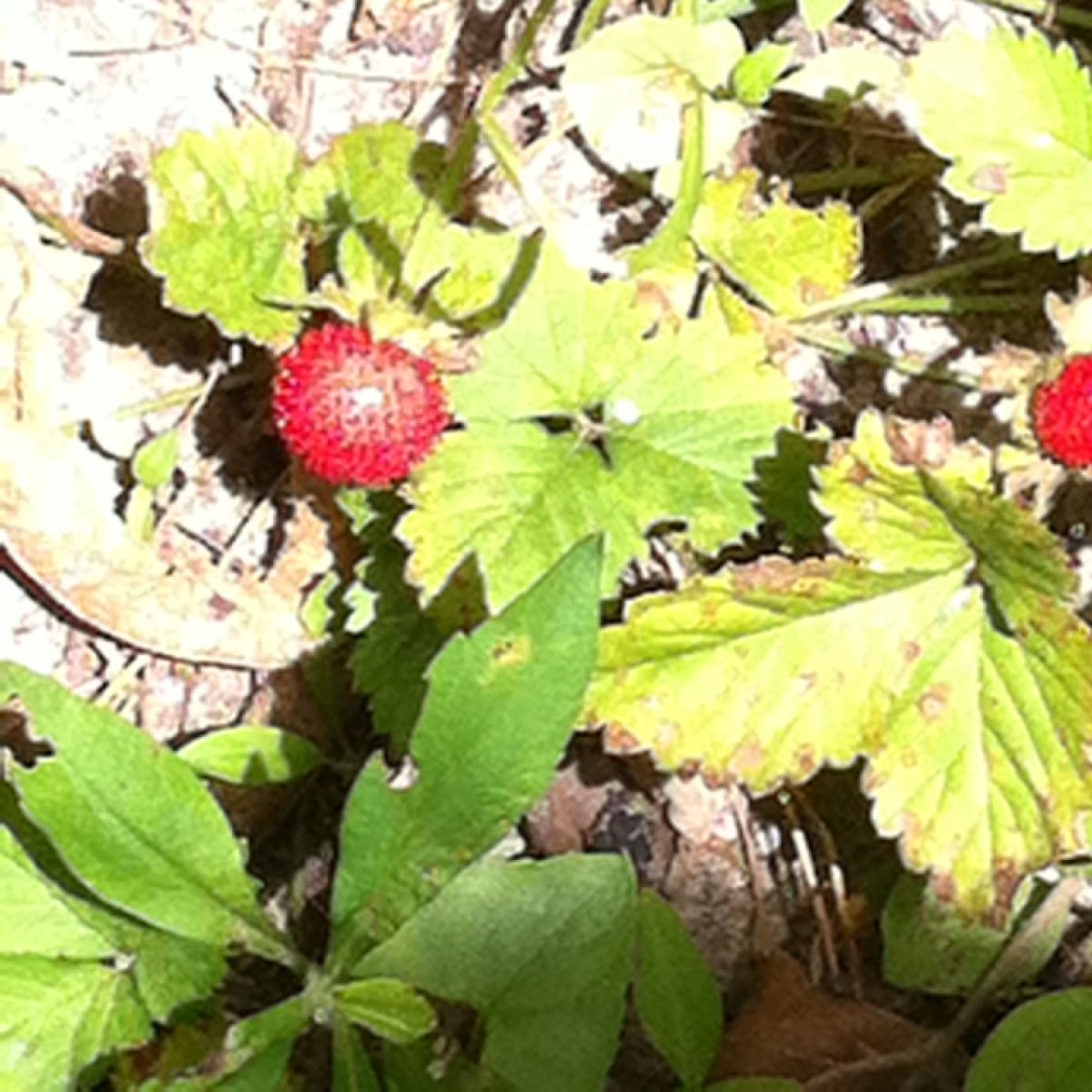 Wild strawberries