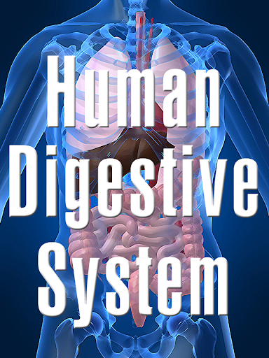 Human Digestive System