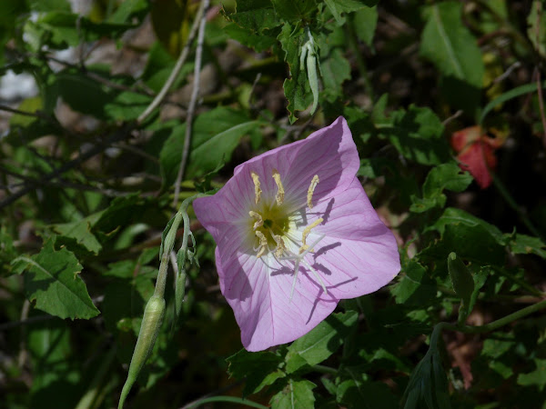 Maimoon: Pink Evening Primrose Buttercup Flower