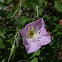 Pink Evening Primrose or Buttercups