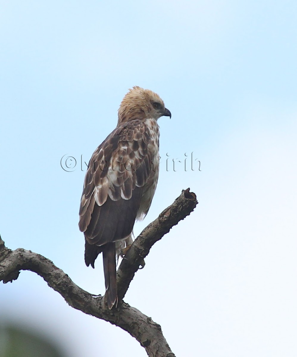 Changeable Hawk - eagle (pale morph)