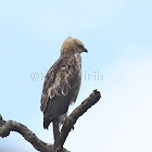 Changeable Hawk - eagle (pale morph)