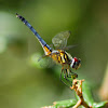 Blue Dasher Dragonfly (male)