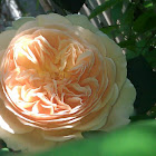 Crown Princess Margareta    David Austin Rose  1999