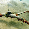 New Zealand Pot-belly Seahorse