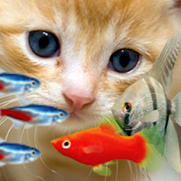 淡水熱帯魚たちと子猫 Live壁紙 Androidアプリ Applion