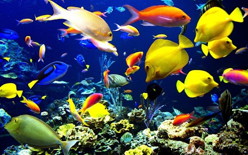 Free Download Underwater Jigsaw Puzzles APK