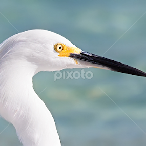 Egret by Santy Gibson - Animals Birds