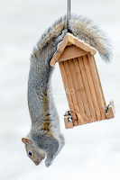 Going to Great Lenghts by Gary Hanson - Animals Other Mammals