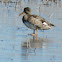 Gadwall Duck (female)