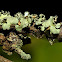 Lichens or foliose lichens