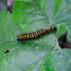 Oruga de Mexican silverspot