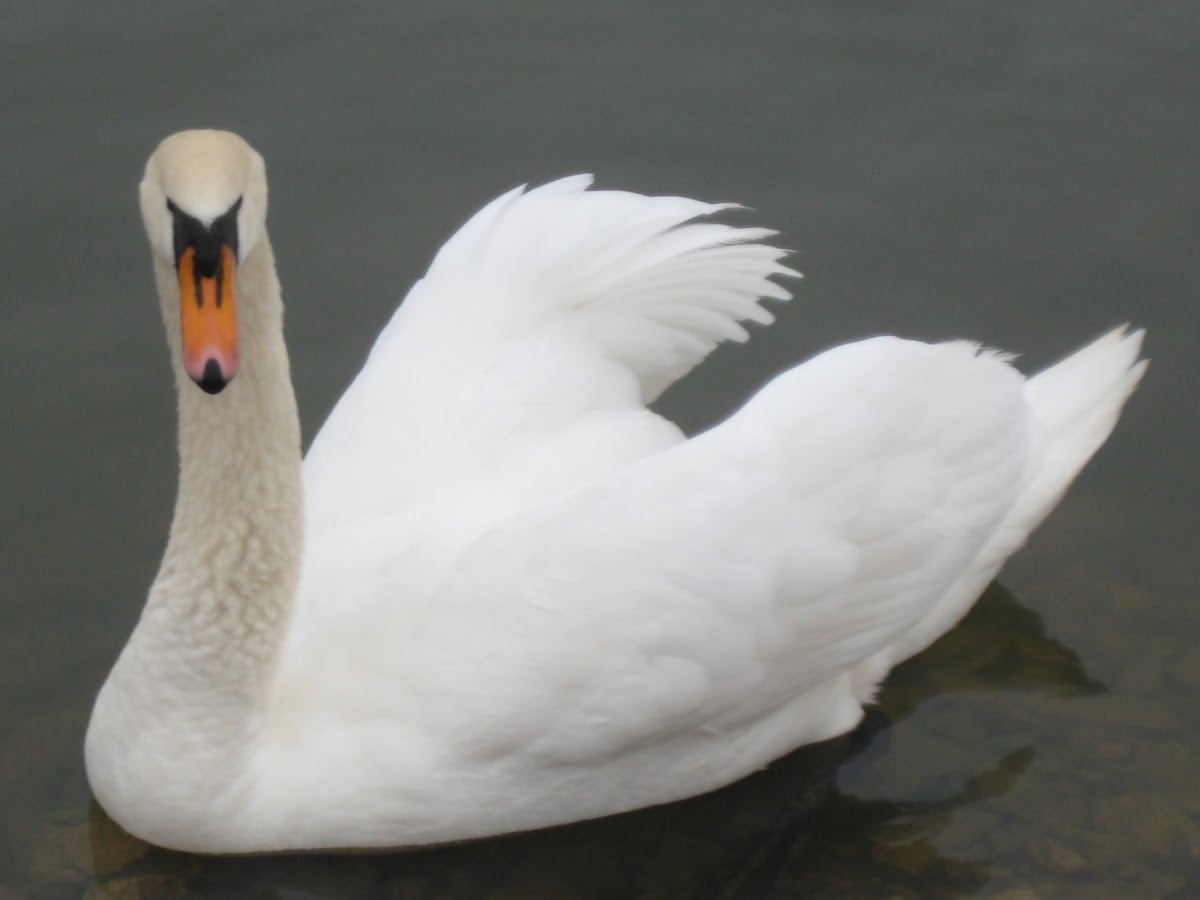 Mute Swan part 2