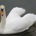 Mute Swan part 2