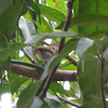 common tailorbird