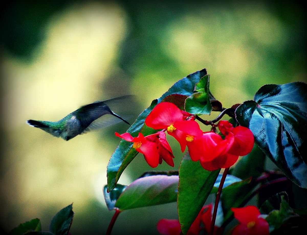 Ruby-Throated Hummingbird (female)
