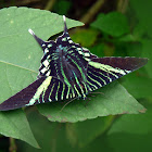 Urania swallowtail moth
