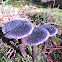 Violet Cortinarius