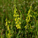 Yellow sweet clover