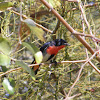 Mistletoebird (male)