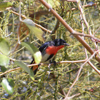 Mistletoebird (male)